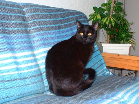 Shira im Juli 2003